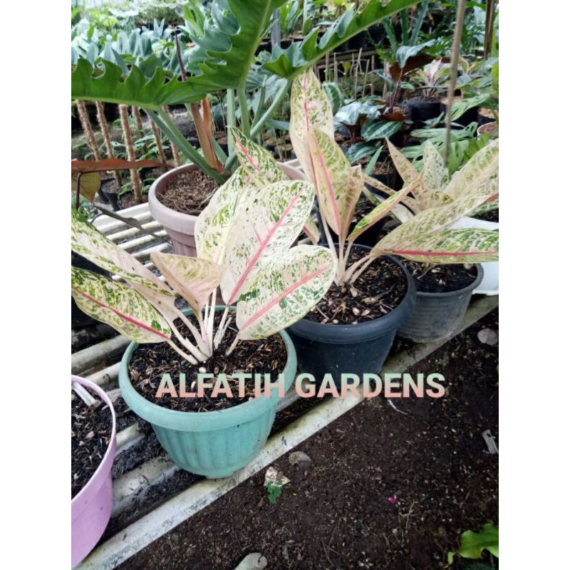 Tanaman Hias Aglonema Donacarmen Mutasi -aglonema donacarnen mutasi thailan-donacarmen mutasi tailan