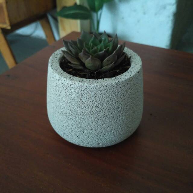  pot  kaktus  dan succulent minimalis  Shopee Indonesia