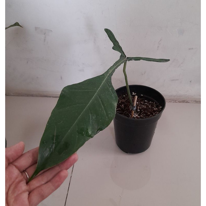 philodendron joepii