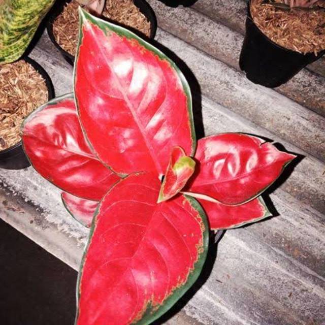 tanaman hias aglonema suksom jaipong - aglaonema suskom kultur