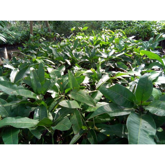 Paket 4 bibit mangga mahatir