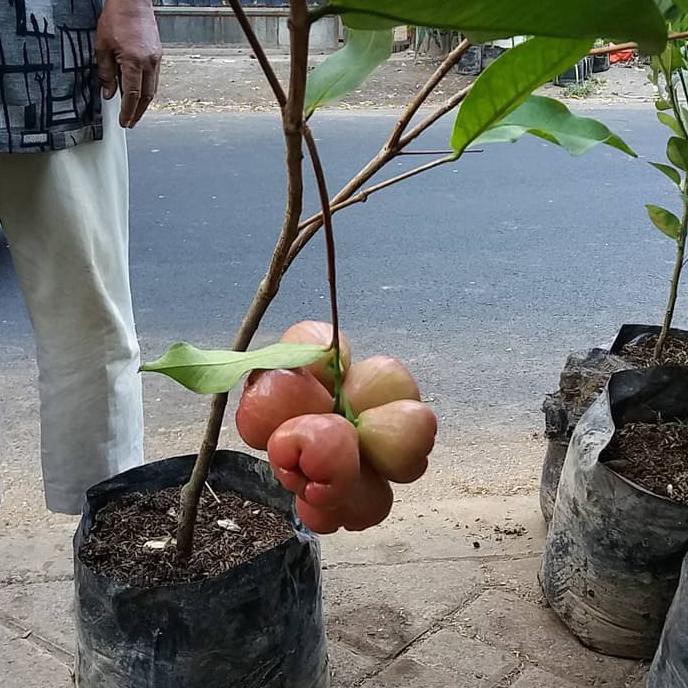 Bibit Jambu Air King Rose Tanaman Buah Jambu Air King Rose product
