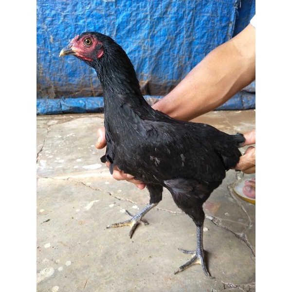 Ayam Kampung Betina Hidup