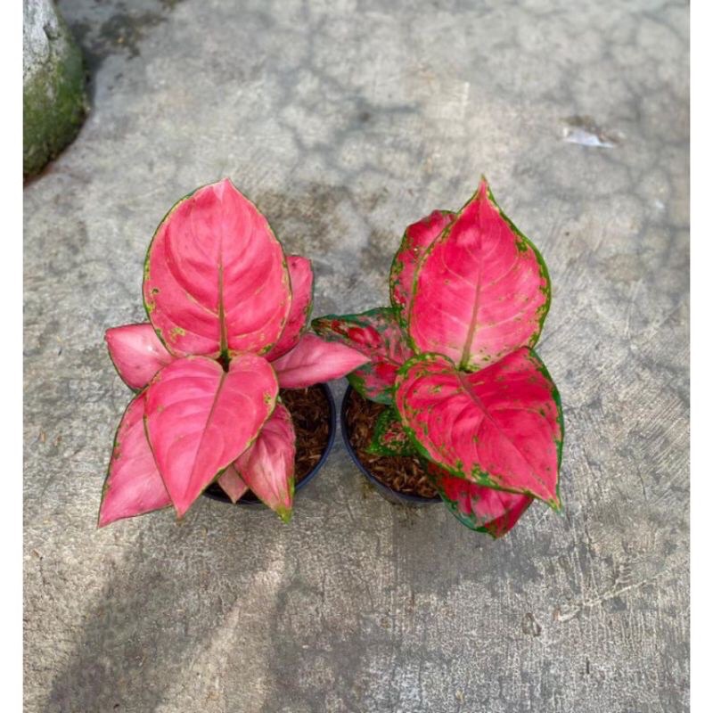 bibit anakan aglonema paket (2) pink catrina dut anja