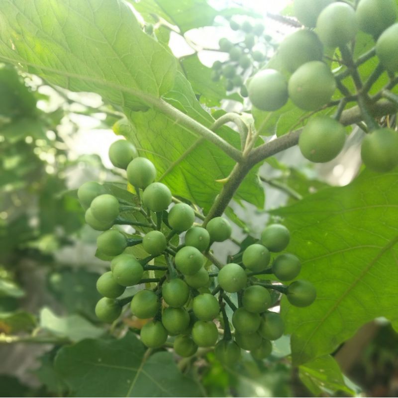 Buah Pokak / Tekokak / Terung pipit / Rimbang segar 100 gram