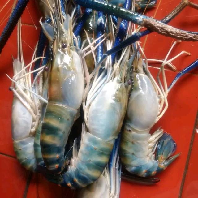 

Udang galah super 125 sd 200 gram