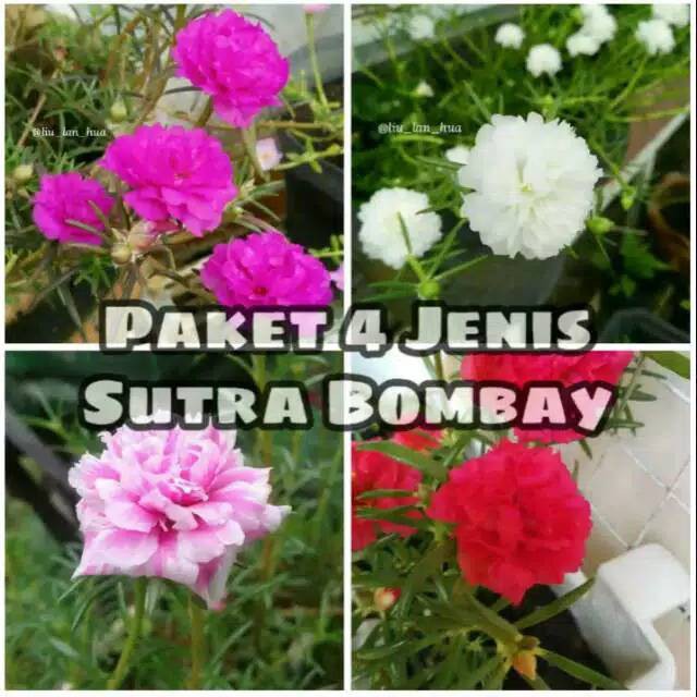 Paket 4 jenis tanaman bunga krokot sutra bombai portulaca mossrose bombay
