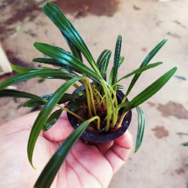 tanaman paludarium aridarum narrow