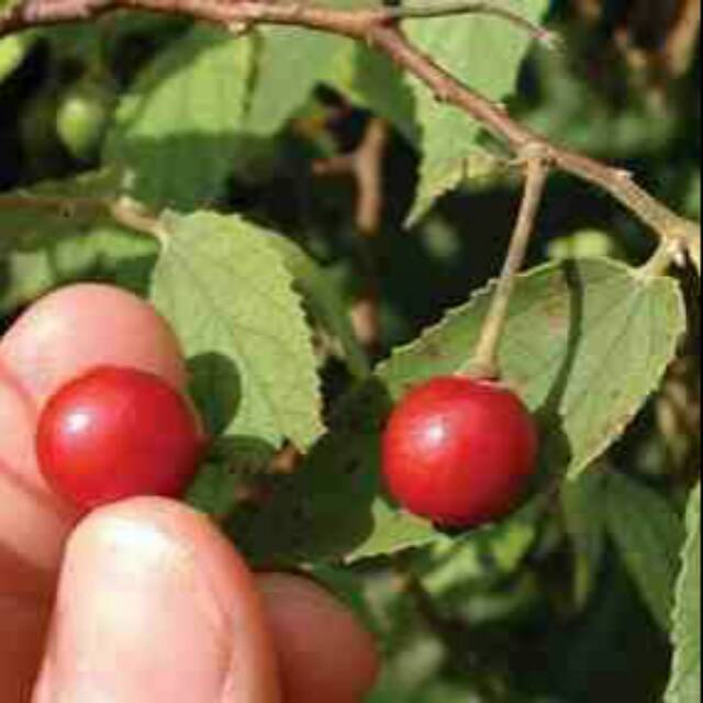 

Buah Kersen (Muntingia Colabura L)