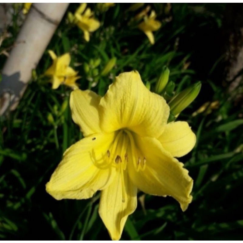 Bakung Amarilis Kuning Tanaman Hias Pohon Bakung Amarilis Bunga Kuning