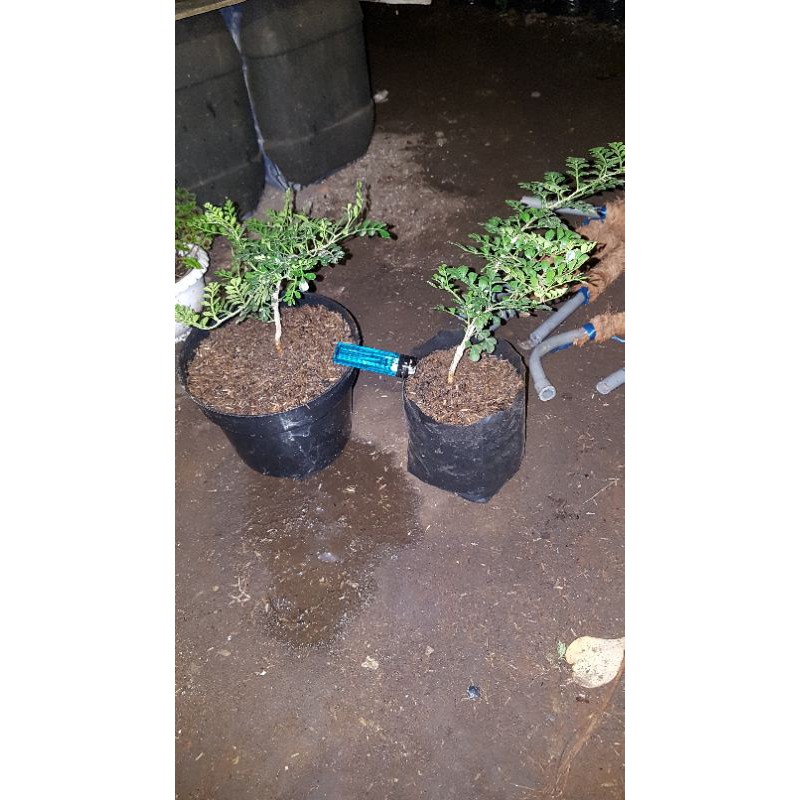 Kawista Bahan Bonsai (dari biji)