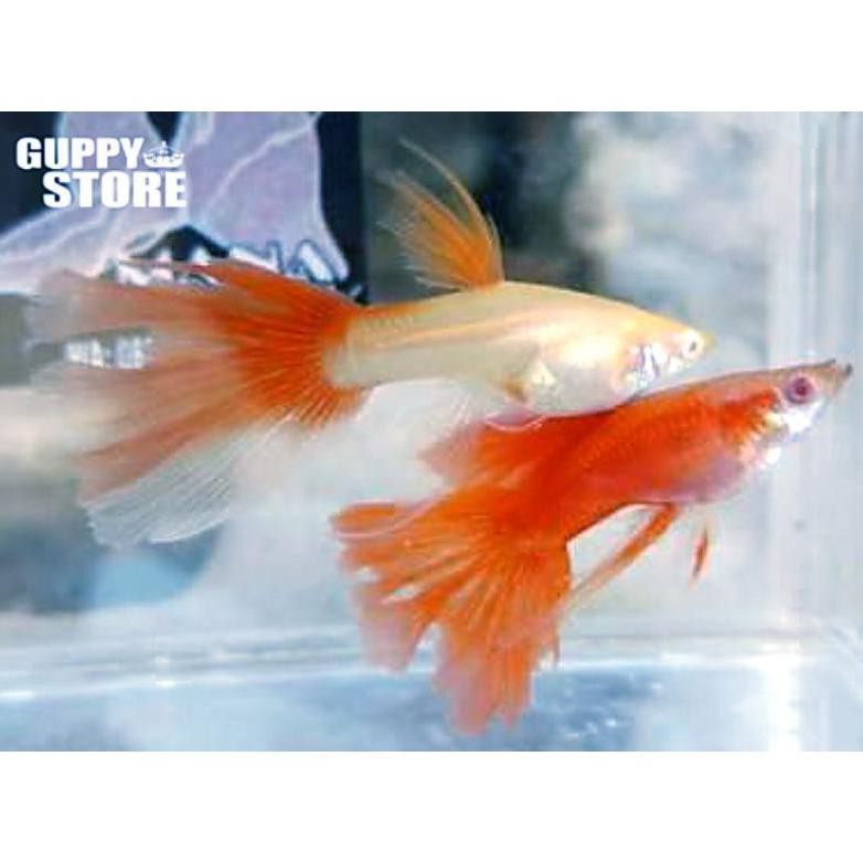 Ready Ikan Guppy Albino Full Red - Swallow Ribbon (Swr)