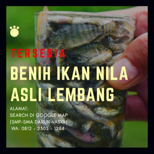 

BENIH/BIBIT IKAN NILA MURAH ASLI LEMBANG