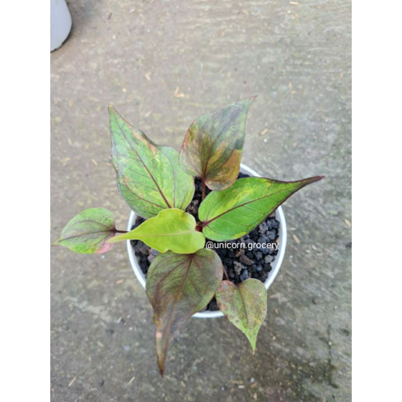 

Bibit hookeri variegata red merah grade super