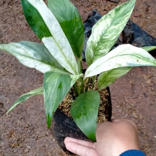 Tanaman Hias Spatufilum Variegata - Tanaman Hias Sepatu Filum