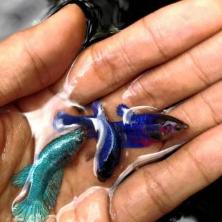 ikan cupang murah plakat besgel fancy/marble | shopee