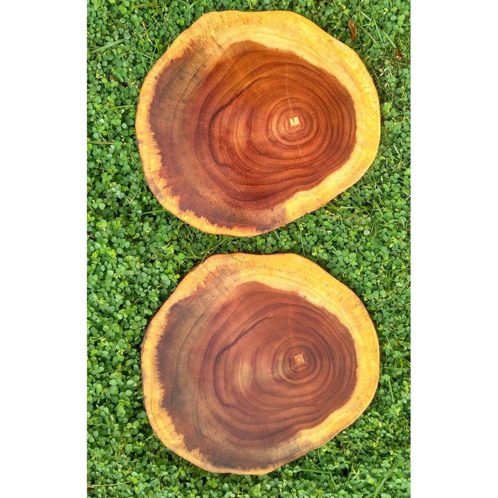 Teak wood slice potongan log kayu jati diameter 20-21 cm dekorasi