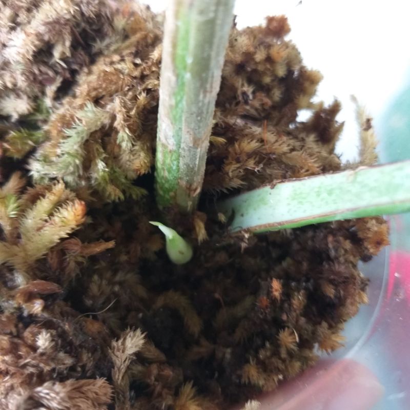 Epipremnum sp Merapi