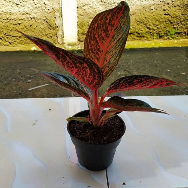 Tanaman hias aglonema legacy / Aglonema Red Legacy