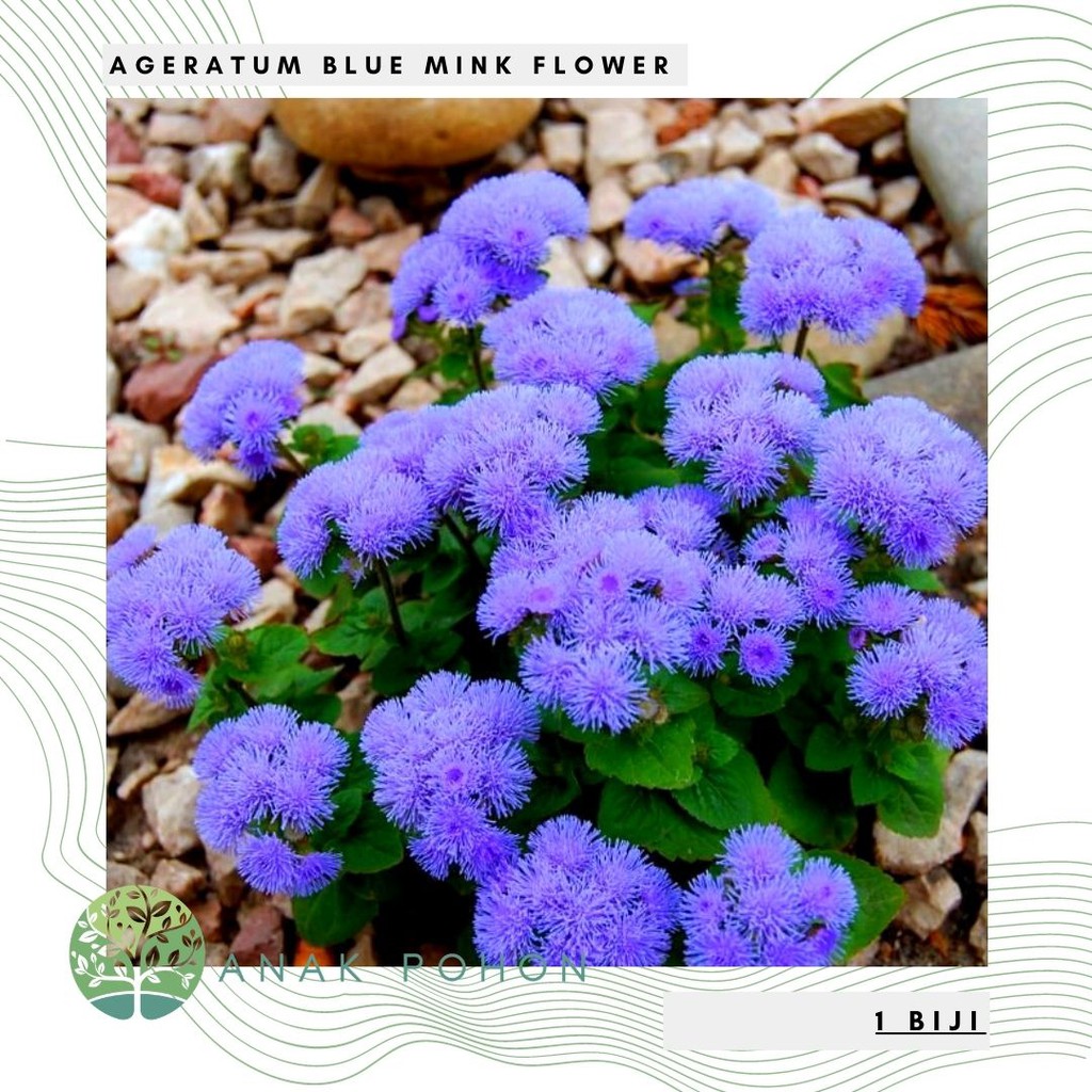 Benih Bibit Biji - Bunga Ageratum Blue Mink Floss Flower (Ageratum houstonianum) Seeds - IMPORT