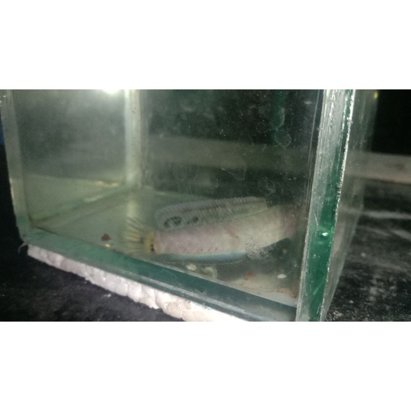 chana rainbow bleheri snackhead