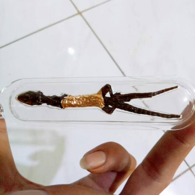 Cicak Berekor Cabang Dua ( Antik & Langka )