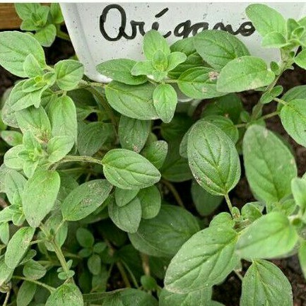 

Oregano Kering Bumbu Serbaguna 25 gr