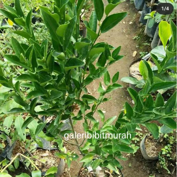 

#promo# PROMO PAKET 2 POHON JERUK SANTANG MADU MANIS #muraaaah#buruaaan