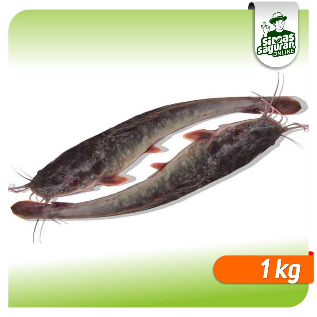 

Ikan lele Bersih 1 kg