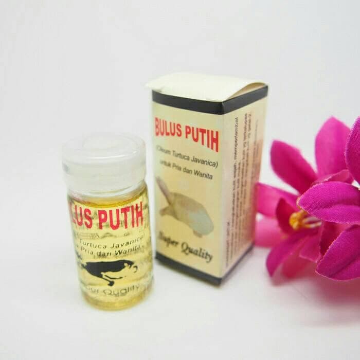 MINYAK BULUS PUTIH ORIGINAL