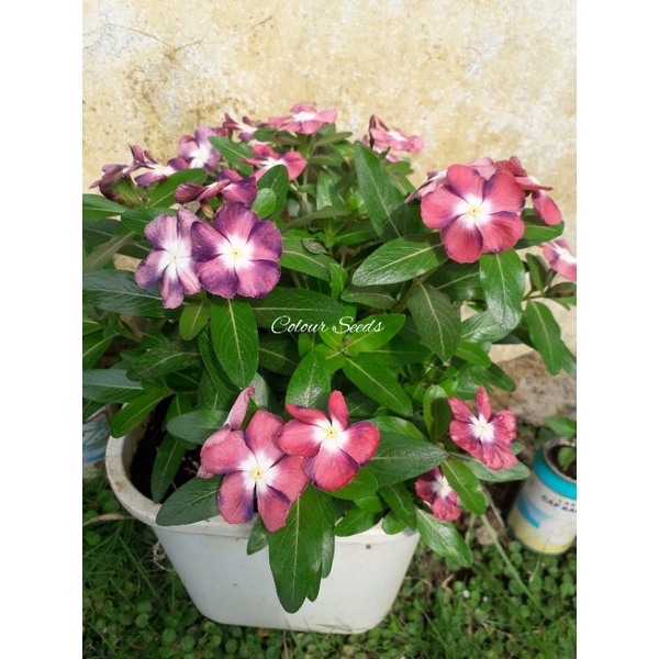 Benih bibit bunga vinca tegak ningrum kawaii isi 25 biji