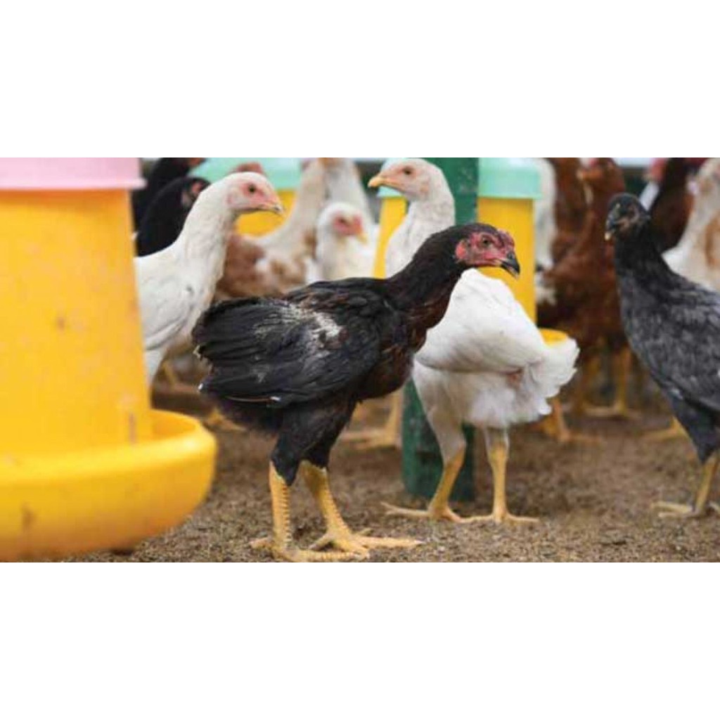 Ayam Kampung Jawa Super Bibit Ayam Kampung HIDUP / DOC Ayam Kampung Super / Anak Ayam Kampung Super