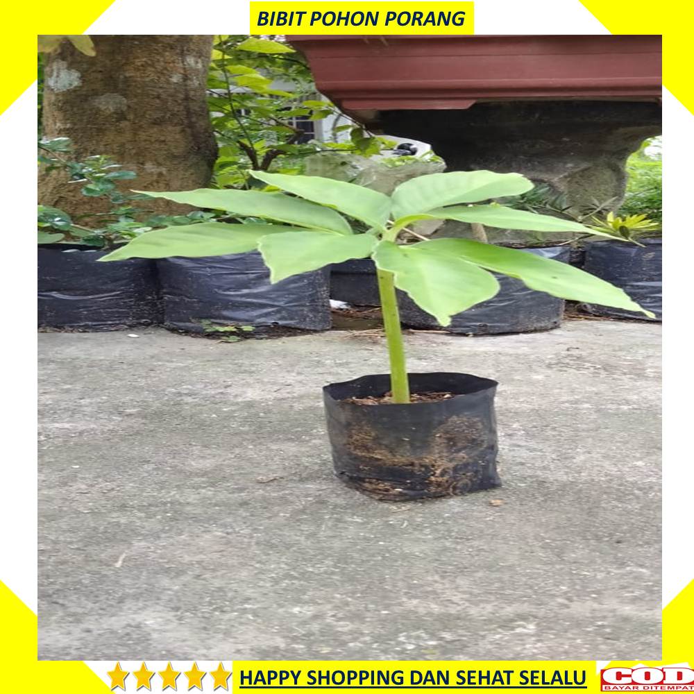 Bibit Porang Tanaman Pohon Porang Perpolibag
