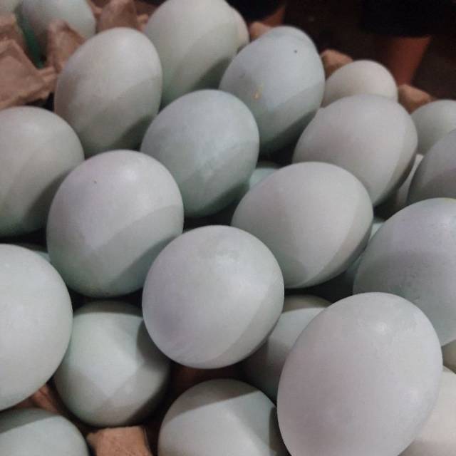 

TELUR ASIN BREBES ASLI