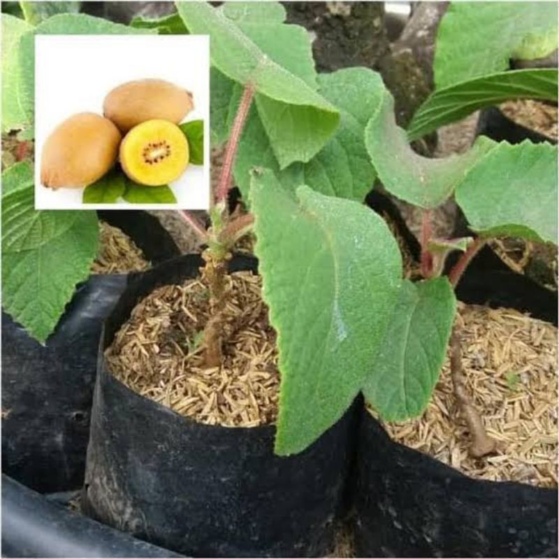 

BIBIT BUAH KIWI GOLDEN UNGGUL(TABULAMPOT)
