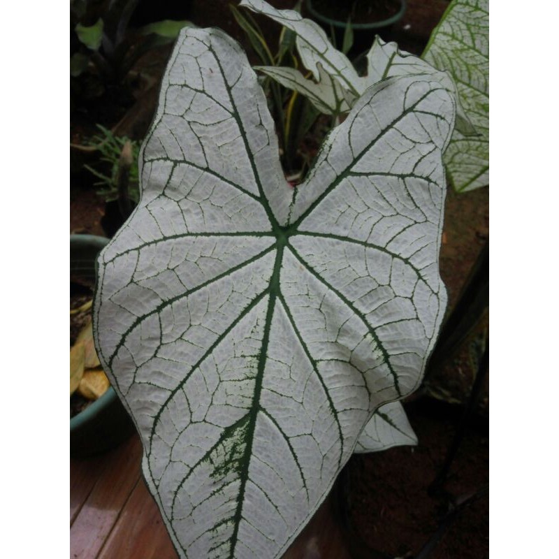 Talas Putih Talas Hias / Keladi putih hias