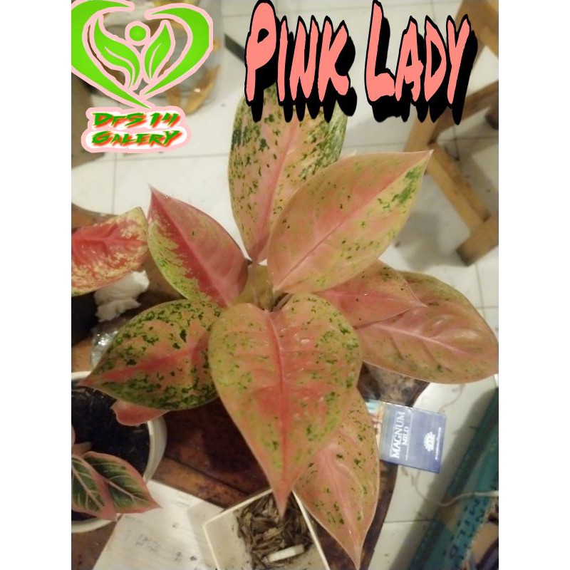 Aglonema Pink Lady