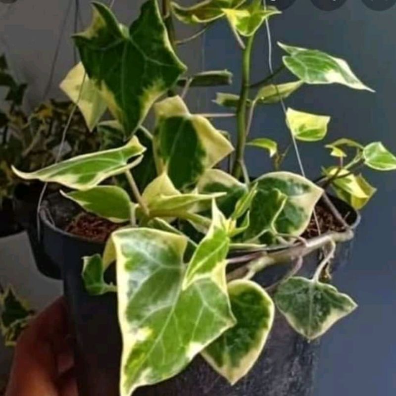 Tanaman hias Ivy daun tebal