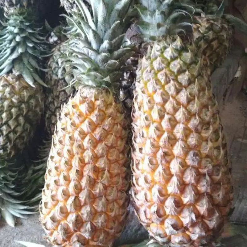 

nanas Palembang super manis
