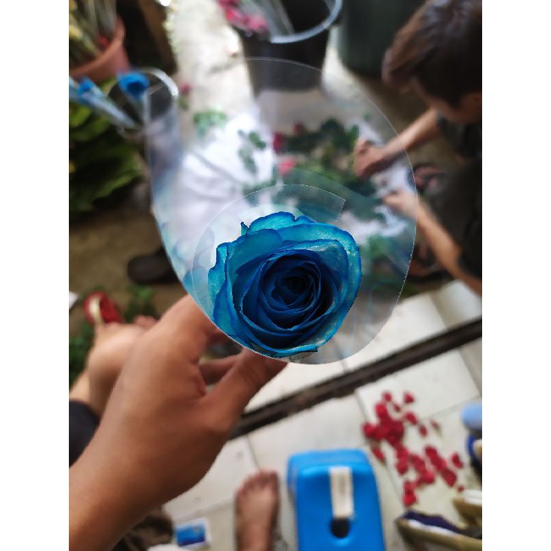 bunga mawar biru mawar hidup