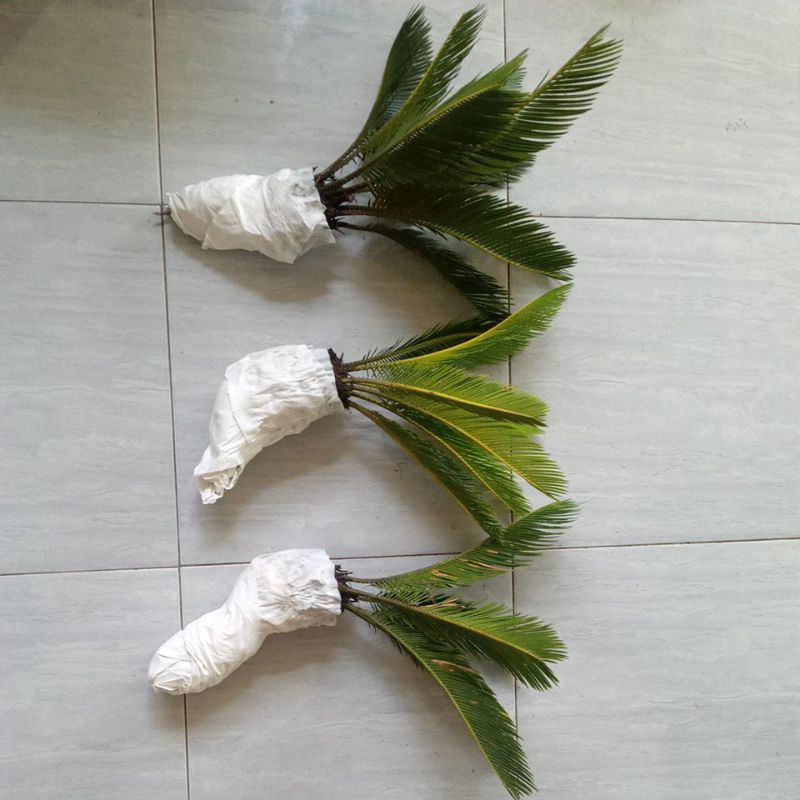 ID PALEM SIKAS 4-8 DAUN - MAWAR JAMBE - BATANG BESAR