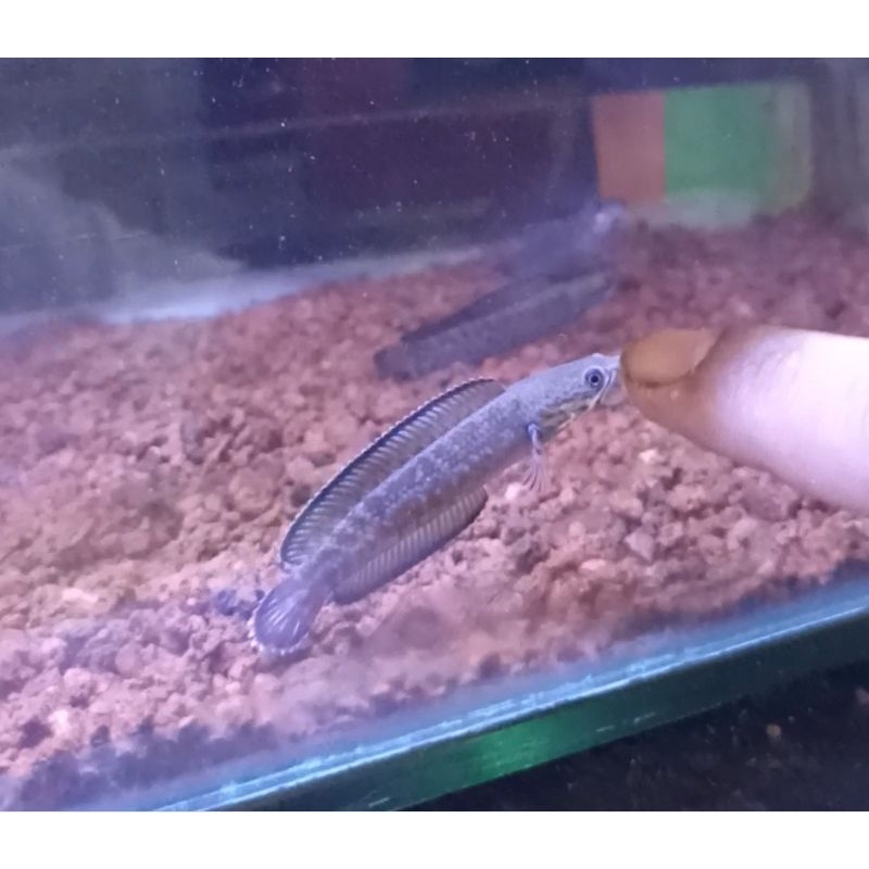 ikan channa andrao