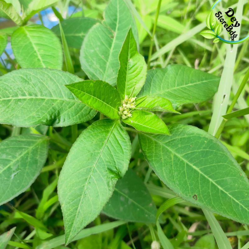 

Daun kate mas fresh atou suduk mantul per 150 grm