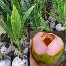 Bibit kelapa Wulung Bibit Kelapa Hijau Wulung   Kelapa Ijo