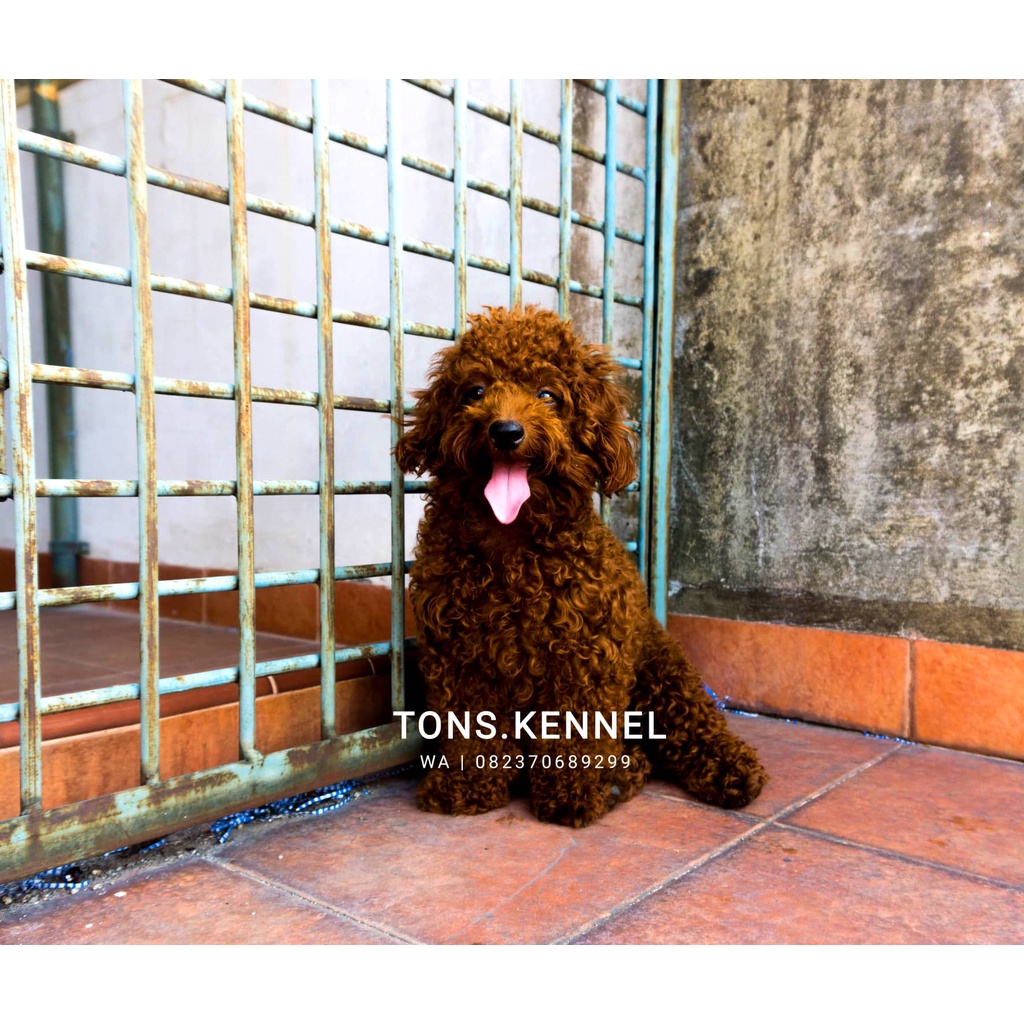 Jasa Kawin / Pacak Anjing Super Red Tiny Poodle Toy Poodle Medan Kaki Pendek Garansi Bloodline Import Taiwan &amp; Import Thailand (Kenji)