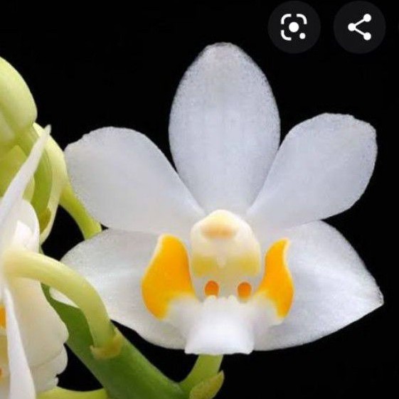 phalaenopsise doritis phulcherima alba