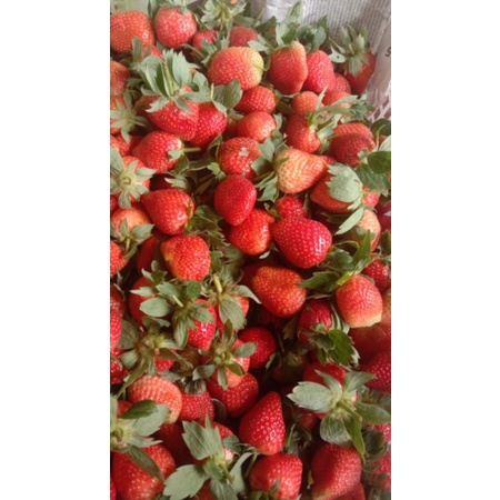 STROBERRY FRESH  1KG