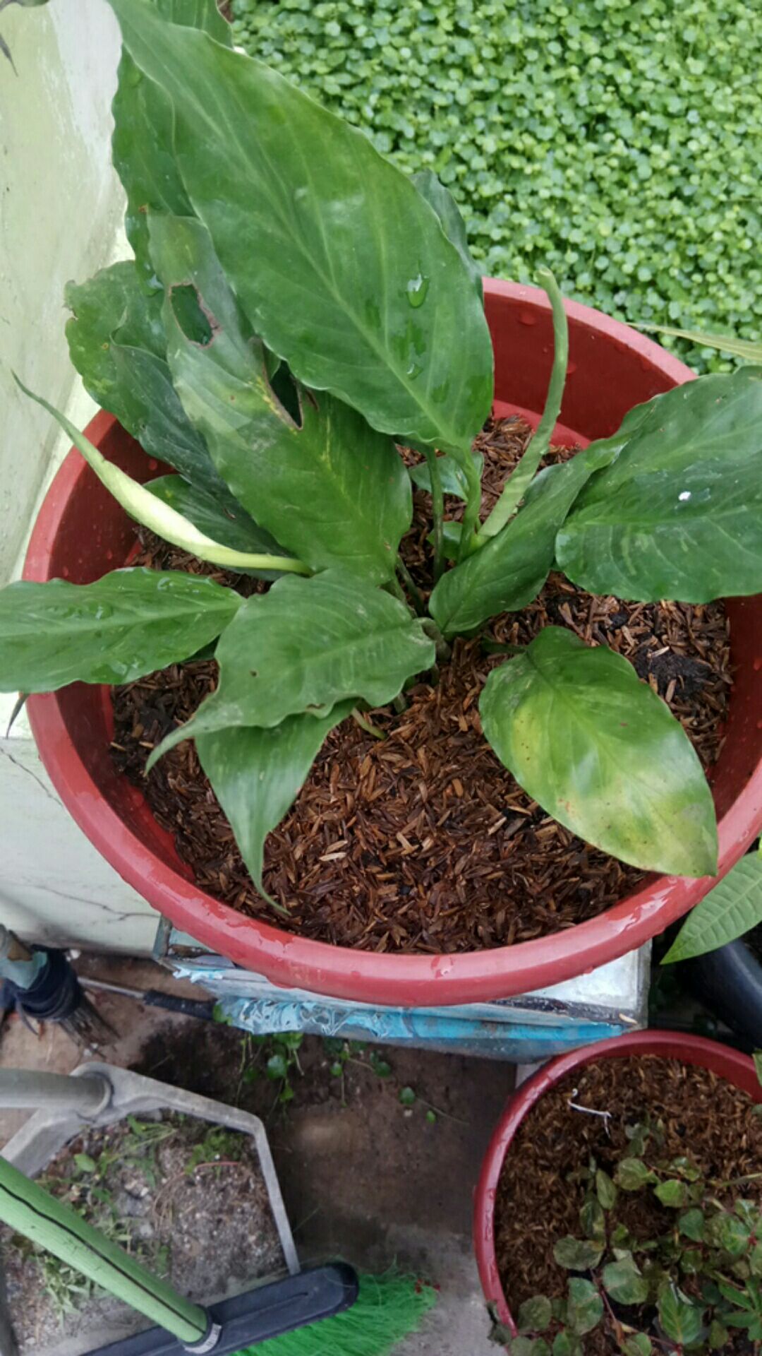 Tanaman Hias Peace Lily Sepatu Phylum Pohon Sepatu Pilem