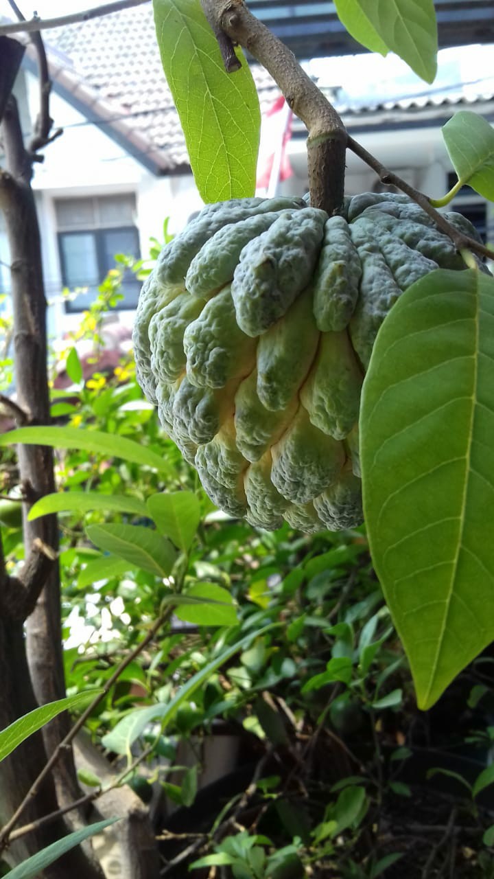 Jepitan Jemuran Baju Isi 20 Pcs Lion Star Jb-1