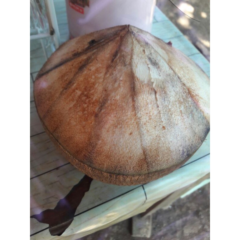 kelapa ijo kelapa kuning dawegan degan pohon kelapa es kelapa kelapa muda santan kelapa daun kelapa